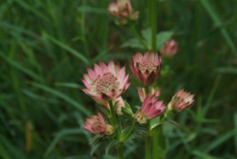 Astrantia major 'Roma'Zeeuws knoopje bestellen